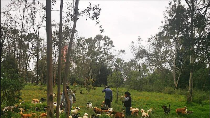 Desalojo judicial en el Refugio Franciscano: más de mil animales en la incertidumbre